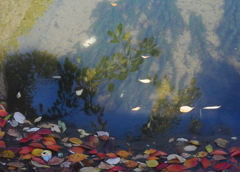 水面に浮かぶ落ち葉