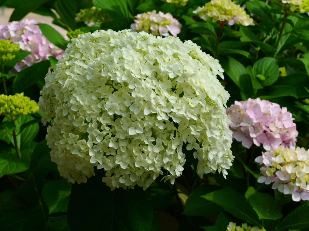 紫陽花、咲き誇る