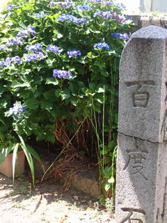 百度石のそばのアジサイ