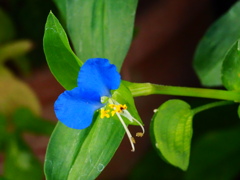 さわやかブルー