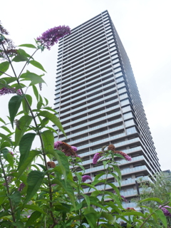 ビルのと花