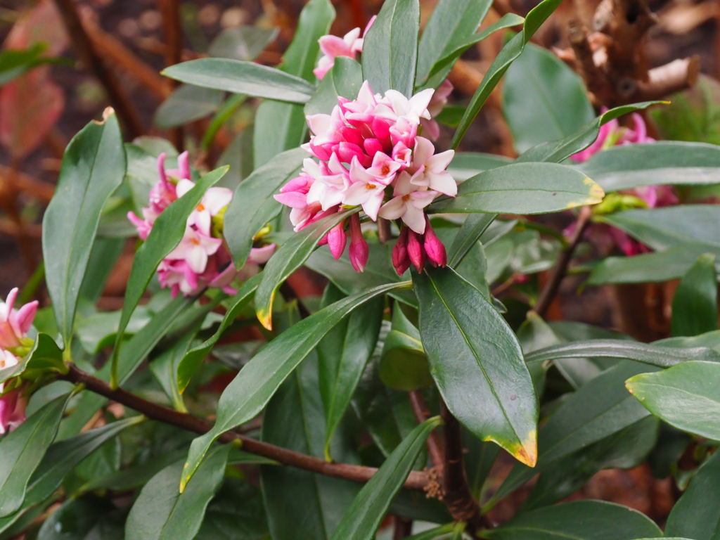 咲き始めました。