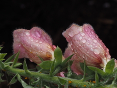 花にも雨粒