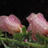 花にも雨粒