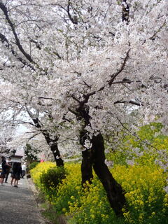 鶴山公園　参道の桜