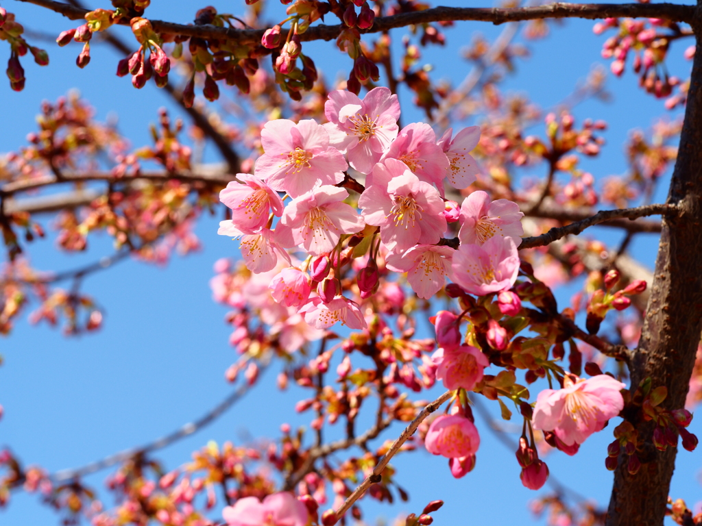 青空に河津桜