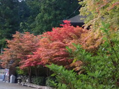 高野山　紅葉が始まっています。