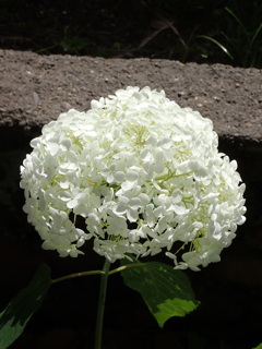 紫陽花　白