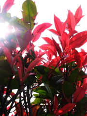 赤い芽、陽に照らされて