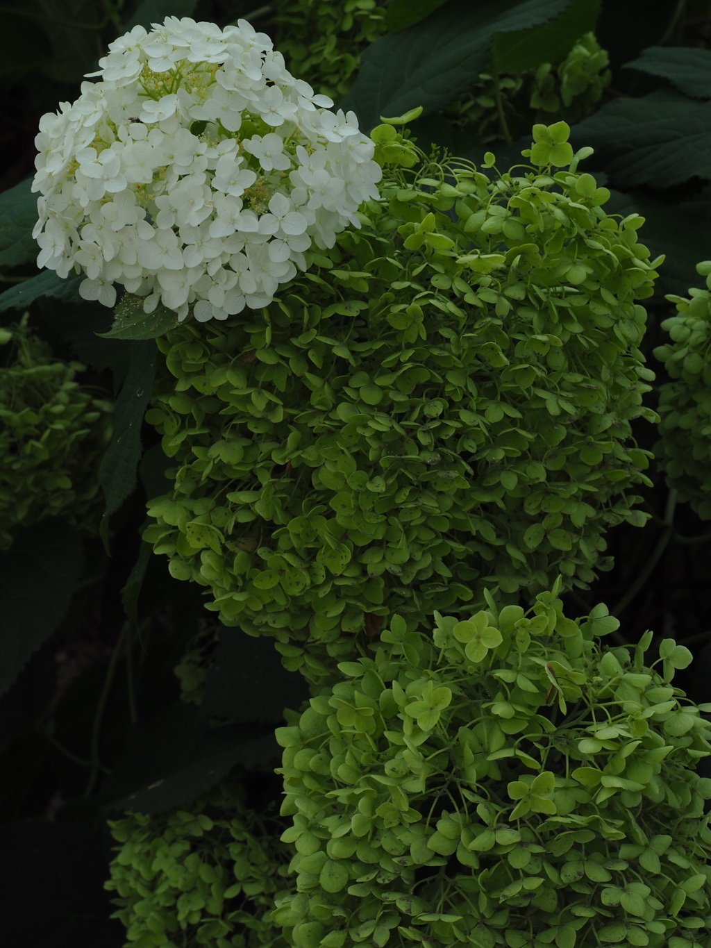 アナベル・新旧