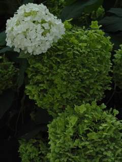 アナベル・新旧 アナベル・新旧