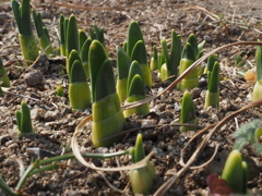 一斉に芽吹いています