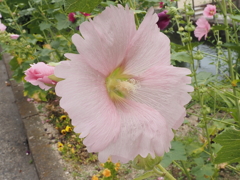 今日の花；ピンク