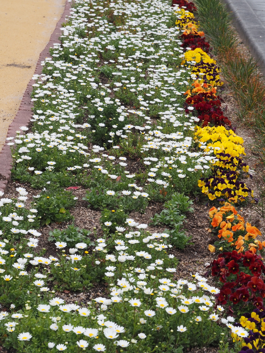 道ばたの、花畑