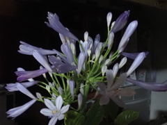 花瓶に挿して
