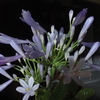 花瓶に挿して