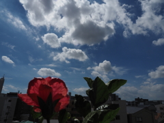 昼間の空と花