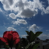 昼間の空と花