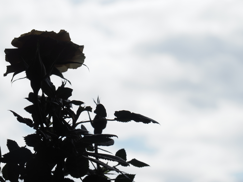 バラ；影絵のように