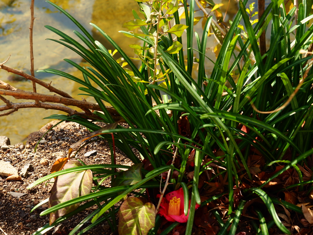 落ちてもきれい