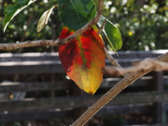 いい色で残っています