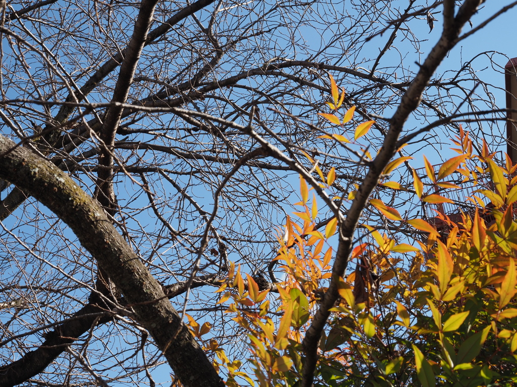 南天の葉と桜の木と青空