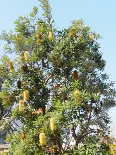 ブラシの木でしょうか