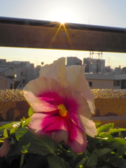 太陽と花