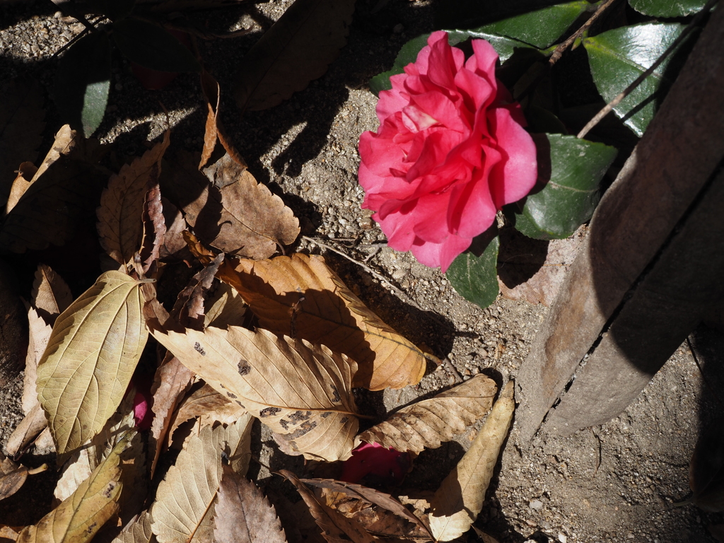 落ち葉と山茶花の花