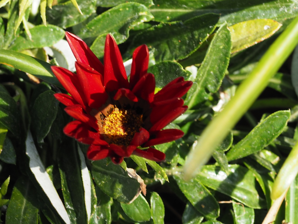 草むらにポツンと