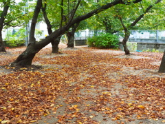 公園の桜の木と落ち葉