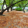 公園の桜の木と落ち葉