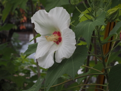 芙蓉