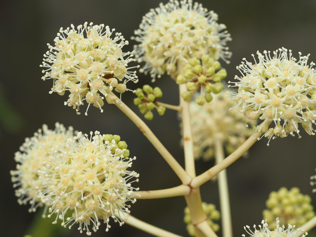 やつでの花