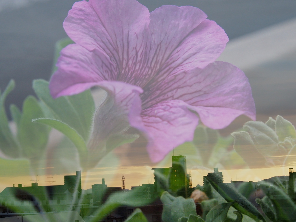 夕景とペチュニア