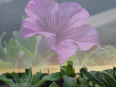 夕景とペチュニア