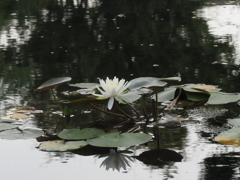 水連の花