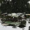 水連の花