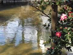 水辺にて