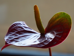 アンスリウム１