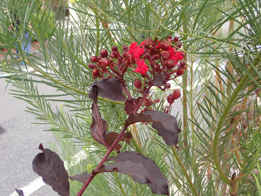 真っ赤な百日紅