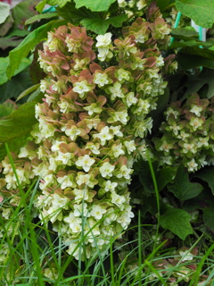 ずっしりと重そうな柏葉アジサイ ずっしりと重そうな柏葉アジサイ