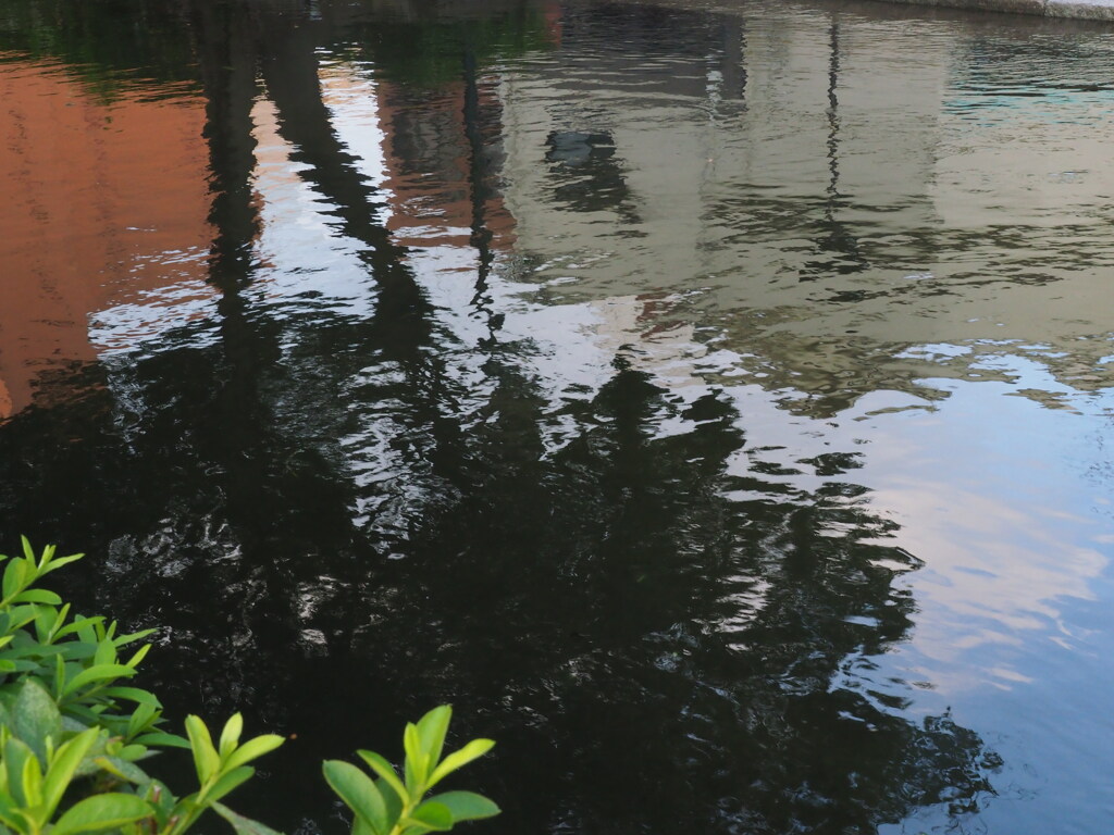 朝の水辺