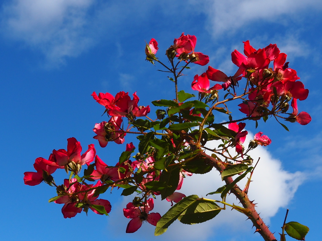 青空に赤いバラ
