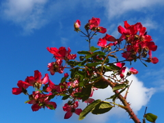 青空に赤いバラ