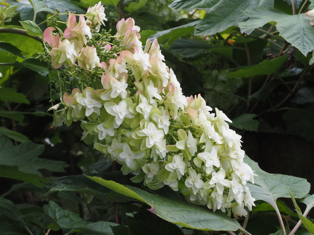 氏神様の柏葉アジサイ２