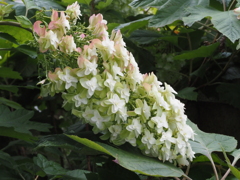 氏神様の柏葉アジサイ２