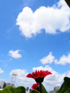 白い雲と赤い花