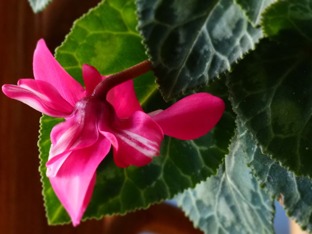 シクラメン　ソロで