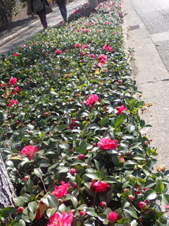 山茶花の道